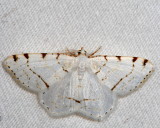 Hodges#6273 * Lesser Maple Spanworm * Speranza pustularia