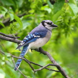 Blue Jay