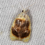 Hodges#3503 * Oak Leaftier Moth *Acleris semipurpurana