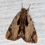 Noctuidae - Catocalinae Moths :  8770 - 8879