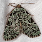 Hodges#9065 * Green Leuconycta * Leuconycta diphteroides