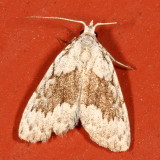 Hodges#8996 * Sweet Pepperbush Nola Moth * Nola clethrae