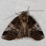 Hodges#8972 * Pale Baileya * Baileya levitans