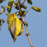 Yellow Warbler