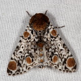 Hodges#9286 * Harris's Three-spot * Harrissmemna trisignata