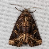 Hodges#9056 * Waterlily Moth * Homophoberia cristata