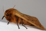 Hodges#8129 * Isabella Tiger Moth * Pyrrharctia isabella