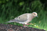 Mourning Dove 