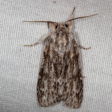 Hodges#9272 * Smeared Dagger Moth * Acronicta oblinita