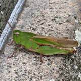 Northern Green-striped Grasshopper  ♀