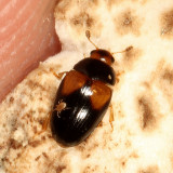 Erotylidae : Pleasing Fungus Beetles