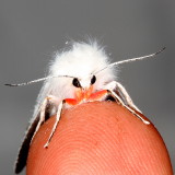 Hodges#8133 * Pink-legged Tiger Moth * Spilosoma latipennis