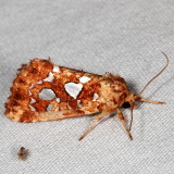 Hodges#9633 * Silver-spotted Fern Moth * Callopistria cordata
