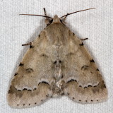 Hodges#9207 * Unmarked Dagger * Acronicta innotata