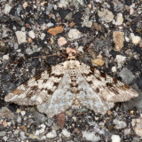 Hodges#6344 * Pale-marked Angle * Macaria signaria