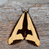 Hodges#8107 * Clymene Moth * Haploa clymene