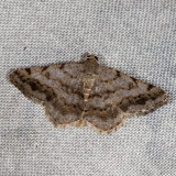 Hodges#6386 * Faint-spotted Angle * Digrammia ocellinata