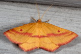 Hodges#7146 * Chickweed Geometer ♀  * Haematopis grataria