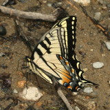 Eastern Tiger Swallowtail