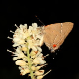 White M Hairstreak 