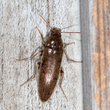 Synchroa punctata