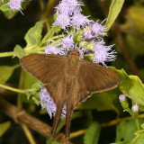 Brown Longtail ♂