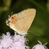 Dusky-blue Groundstreak