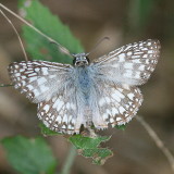 Tropical Checkered-Skipper ♂