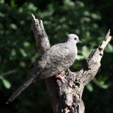 Inca Dove