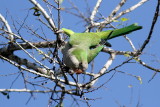 Monk Parakeet