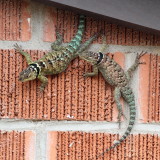 Blue Spiny Lizard