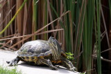 Red-eared Slider