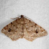 Hodges#6344 * Pale-marked Angle * Macaria signaria
