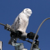 Snowy Owl