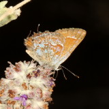 Loki Juniper Hairstreak