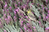 Lesser Goldfinch 