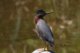 Green Heron