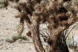 Cactus Wren