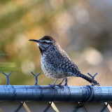 Cactus Wren