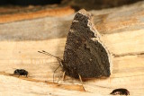 Mourning Cloak