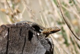 Western Side-blotched Lizard ♂