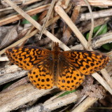 Meadow Fritillary