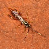 Genus Cratichneumon (Probably)