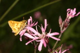 Pecks Skipper