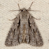 Hodges#9238 * Lobelia Dagger Moth * Acronicta lobeliae