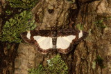 Hodges#6261 * Common Spring Moth * Heliomata cycladata
