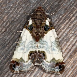 Hodges#9062 *Tufted Bird Dropping Moth * Cerma cerintha