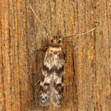 Hodges#1171 * Asaphocrita aphidiella