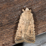 Hodges#9660.1 * Pale Mottled Willow * Caradrina clavipalpis
