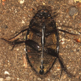 Hydrophilus ovatus